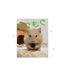 動くはむきち①（個別スタンプ：1）