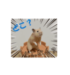 動くはむきち①（個別スタンプ：2）