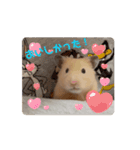 動くはむきち①（個別スタンプ：3）