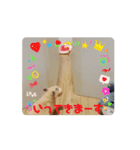 動くはむきち①（個別スタンプ：4）