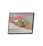 動くはむきち①（個別スタンプ：6）