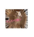 動くはむきち①（個別スタンプ：8）