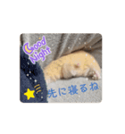 動くはむきち①（個別スタンプ：9）