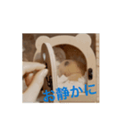 動くはむきち①（個別スタンプ：10）