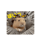 動くはむきち①（個別スタンプ：11）