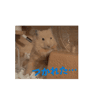 動くはむきち①（個別スタンプ：12）