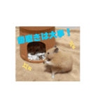 動くはむきち①（個別スタンプ：13）