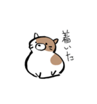もちもちしたねこ(よく使う言葉とあいさつ)（個別スタンプ：12）