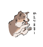 うちの子オーストラリアンシェパード（個別スタンプ：9）
