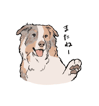 うちの子オーストラリアンシェパード（個別スタンプ：25）