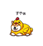 ヒヨコな太っちょ柴犬 挨拶にも（個別スタンプ：6）