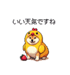 ヒヨコな太っちょ柴犬 挨拶にも（個別スタンプ：13）