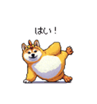 ヒヨコな太っちょ柴犬 挨拶にも（個別スタンプ：24）