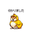 ヒヨコな太っちょ柴犬 挨拶にも（個別スタンプ：39）