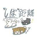 シバさんずの日常（個別スタンプ：39）