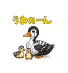 カルガモ親子のほっこり日和（個別スタンプ：2）