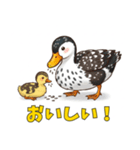 カルガモ親子のほっこり日和（個別スタンプ：3）