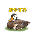 カルガモ親子のほっこり日和（個別スタンプ：4）
