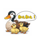 カルガモ親子のほっこり日和（個別スタンプ：6）