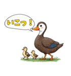 カルガモ親子のほっこり日和（個別スタンプ：7）