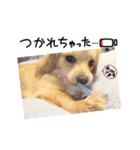 スプリングdog（個別スタンプ：2）