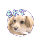スプリングdog（個別スタンプ：5）