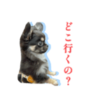 チワワのキャプテンmiso（個別スタンプ：1）