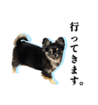 チワワのキャプテンmiso（個別スタンプ：2）