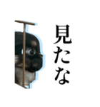 チワワのキャプテンmiso（個別スタンプ：4）