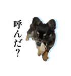 チワワのキャプテンmiso（個別スタンプ：5）