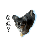 チワワのキャプテンmiso（個別スタンプ：6）