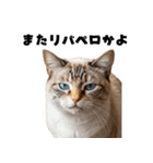 確率操作に怒る猫【ポーカーアプリ】（個別スタンプ：1）