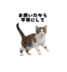 確率操作に怒る猫【ポーカーアプリ】（個別スタンプ：7）