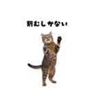 確率操作に怒る猫【ポーカーアプリ】（個別スタンプ：9）