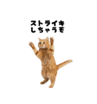 確率操作に怒る猫【ポーカーアプリ】（個別スタンプ：11）