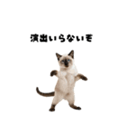 確率操作に怒る猫【ポーカーアプリ】（個別スタンプ：13）
