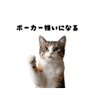 確率操作に怒る猫【ポーカーアプリ】（個別スタンプ：14）