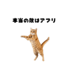 確率操作に怒る猫【ポーカーアプリ】（個別スタンプ：15）