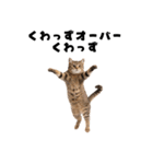 確率操作に怒る猫【ポーカーアプリ】（個別スタンプ：16）