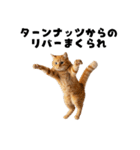 確率操作に怒る猫【ポーカーアプリ】（個別スタンプ：17）