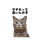 確率操作に怒る猫【ポーカーアプリ】（個別スタンプ：19）