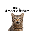 確率操作に怒る猫【ポーカーアプリ】（個別スタンプ：20）