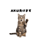 確率操作に怒る猫【ポーカーアプリ】（個別スタンプ：40）