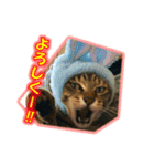 ぼちぼちくん（個別スタンプ：1）