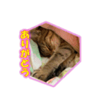 ぼちぼちくん（個別スタンプ：4）