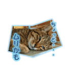 ぼちぼちくん（個別スタンプ：9）
