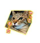 ぼちぼちくん（個別スタンプ：13）