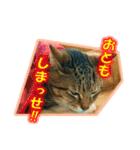 ぼちぼちくん（個別スタンプ：15）