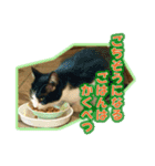 ぼちぼちくん（個別スタンプ：22）