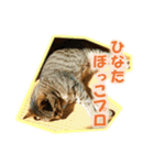 ぼちぼちくん（個別スタンプ：23）